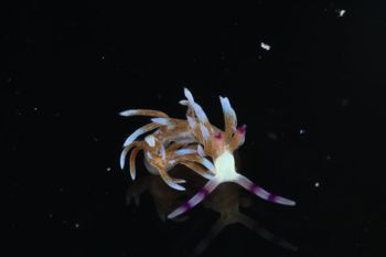 Media type: image;   Malacology 393738 Description: live specimen;
